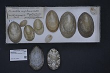 Центр биоразнообразия Naturalis - RMNH.MOL.138070 - Nacella mytilina (Helbling, 1779) - Nacellidae - Mollusc shell.jpeg