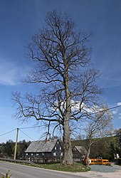 Natural monument in Zschocken (Hartenstein) 2H1A3015WI.jpg