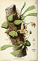 Bulbophyllum pteroglossum