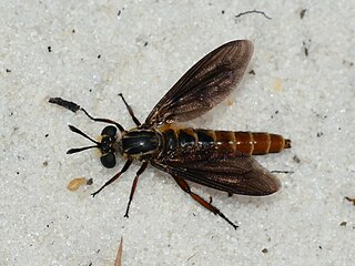 <i>Nemomydas</i> Genus of flies