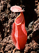 Nepenthes vieillardii; Nowa Kaledonia