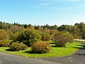 de: Neuer Botanischer Garten Marburg, Arboretum, Abteilung Rosen