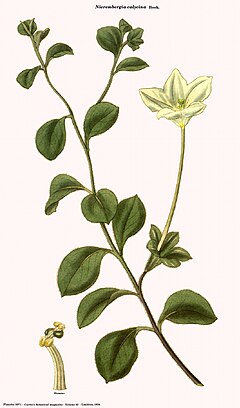 Description de l'image Nierembergia calycina (Curtis).jpg.