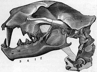 <i>Nimravus</i> Extinct genus of carnivores