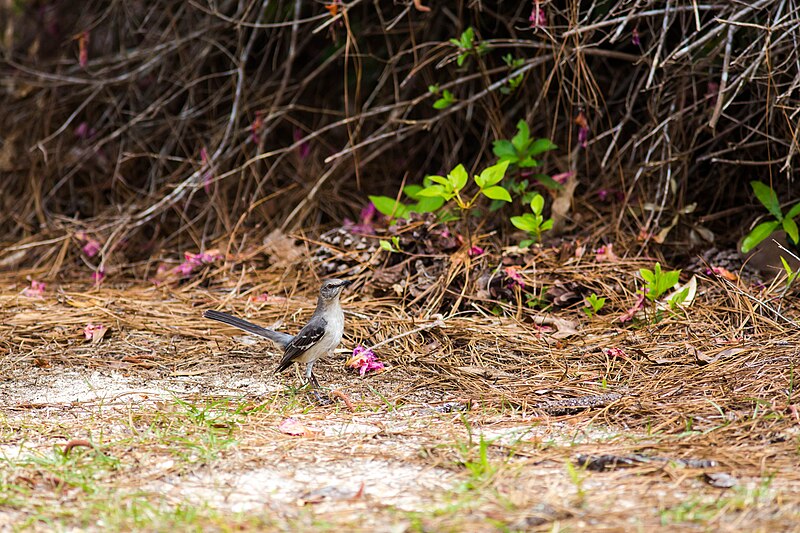 File:Northern mockingbird (47458367842).jpg