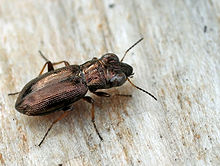 Notiophilus palustris01.jpg