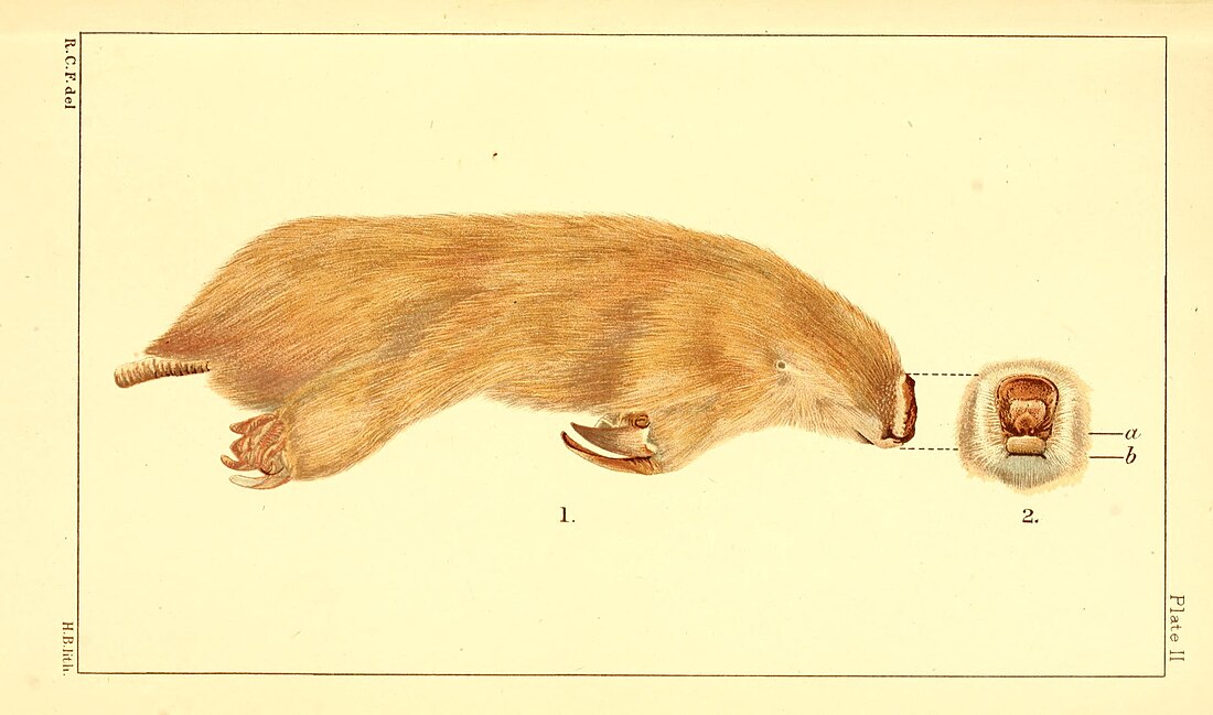 Southern marsupial mole