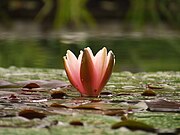 Nymphaea alba 20080724