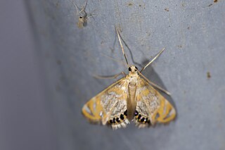 <i>Nymphicula yoshiyasui</i> Species of moth