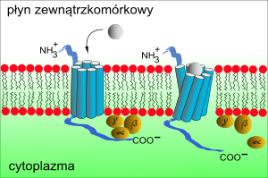 Schemat pobudzenia receptora OR przez cząsteczkę odoranta z uwolnieniem podjednostki α białka G[11]