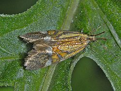 Oecophoridae - Alabonia befärt sich