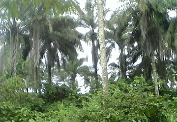 File:Oil_Palm_Plantation,_Awo-omamma.jpg