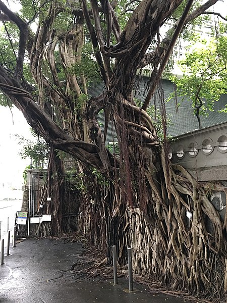 File:Old tree in King George V Memorial Park, Hong Kong, south east entry.jpg