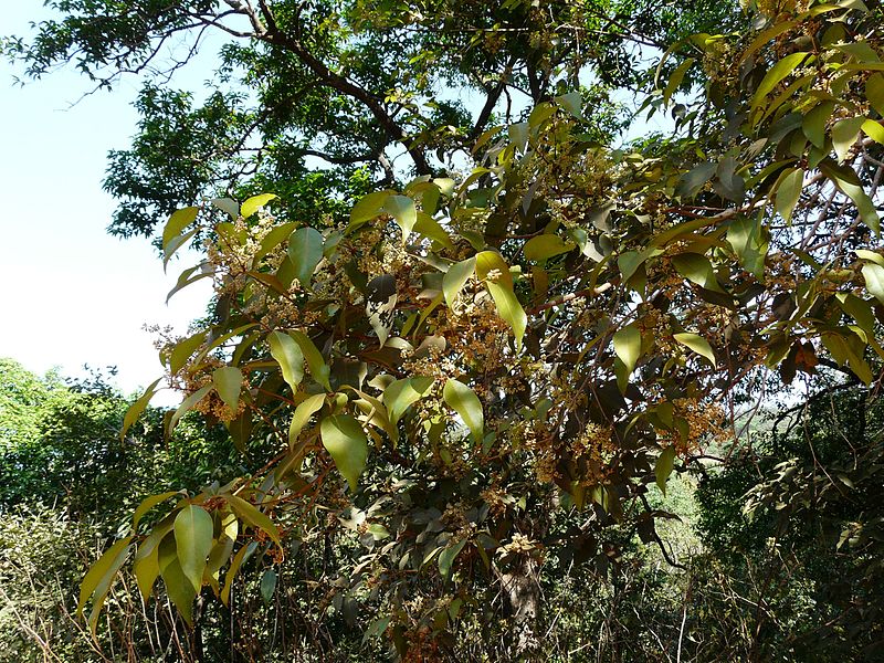 File:Olea dioica Roxb. (3206513747).jpg