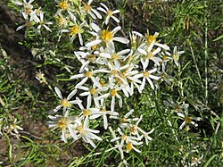 Olearia subspicata Fox.jpg