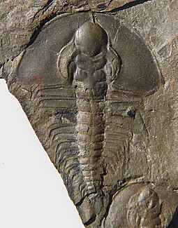 Illustration of a fossil of the Cambrian trilobite Olenellus Olenellus clarki 37mm CRF.jpeg