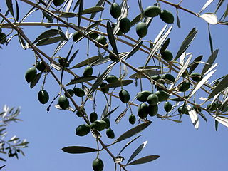 <span class="mw-page-title-main">Olive branch</span> Symbol of peace or victory