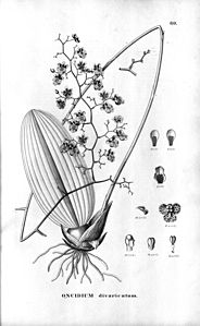 plate 80 Grandiphyllum divaricatum (as syn. Oncidium divaricatum)