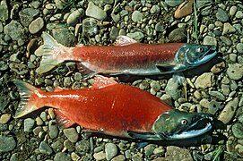 Saumon rouge (Oncorhynchus nerka, mâle et femelle)
