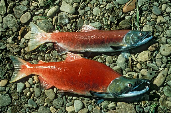 Pacific salmon are semelparous or "big bang" spawners, which means they die shortly after spawning