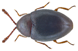 Ootypus globosus