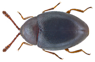 <i>Ootypus globosus</i> Species of beetle