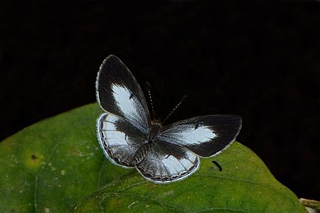 Dorsal view