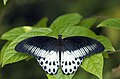 * Nomination Open wing position Roosting of Papilio polymnestor Cramer, 1775 – Blue Mormon (by Sourabh.biswas003) --Atudu 04:50, 9 August 2020 (UTC) * Promotion  Support Good quality. --XRay 07:54, 9 August 2020 (UTC)