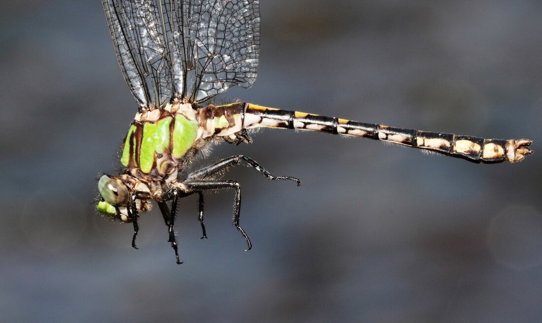 Ophiogomphus carolus