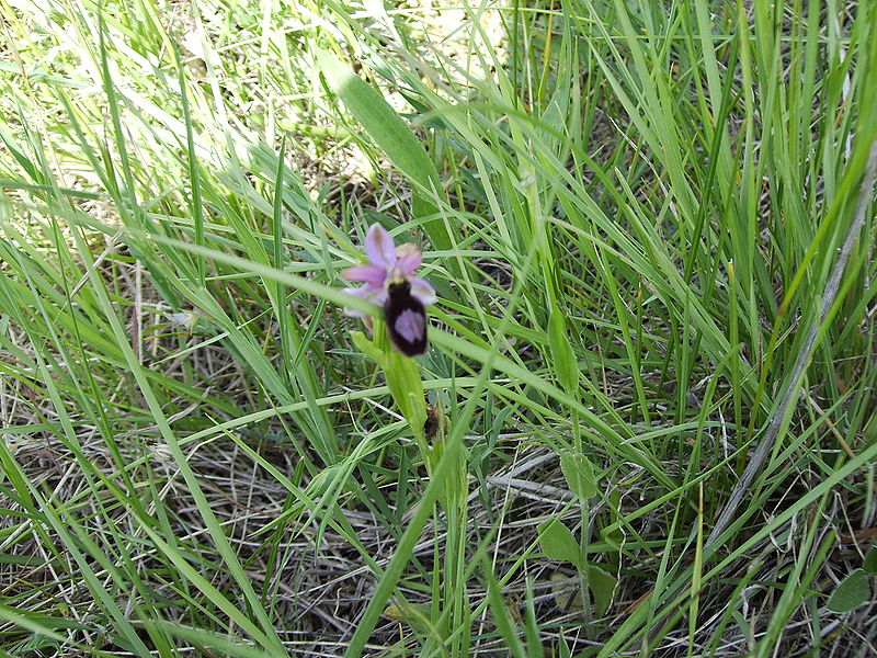 File:Ophrys fusca 12 maig 2006 040.jpg