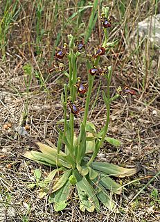 <i>Ophrys speculum</i> Species of orchid