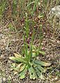 Ophrys speculum Spain - Mallorca