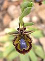 Ophrys speculum Spain -Mallorca