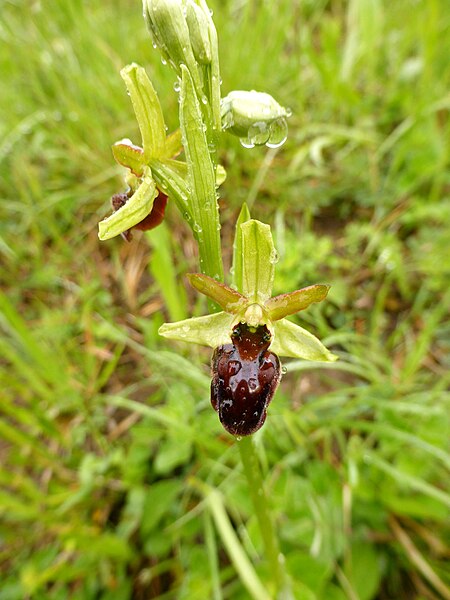 File:Ophrys sphegodes 06.JPG