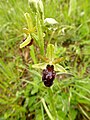 Ophrys sphegodes Germany - Ersingen