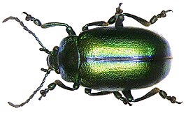 Oreina virgulata