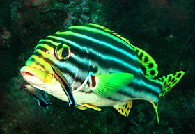 A brilliantly-coloured oriental sweetlips fish (Plectorhinchus vittatus) waits while two boldly-patterned cleaner wrasse (Labroides dimidiatus) pick parasites from its skin. The spotted tail and fin pattern of the sweetlips signals sexual maturity; the behaviour and pattern of the cleaner fish signal their availability for cleaning service, rather than as prey Orientalischer Susslippfisch.jpg