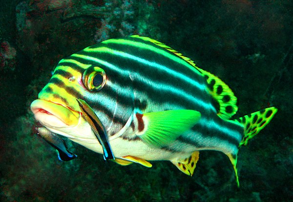 A brilliantly-coloured oriental sweetlips fish (Plectorhinchus vittatus) waits while two boldly-patterned cleaner wrasse (Labroides dimidiatus) pick p