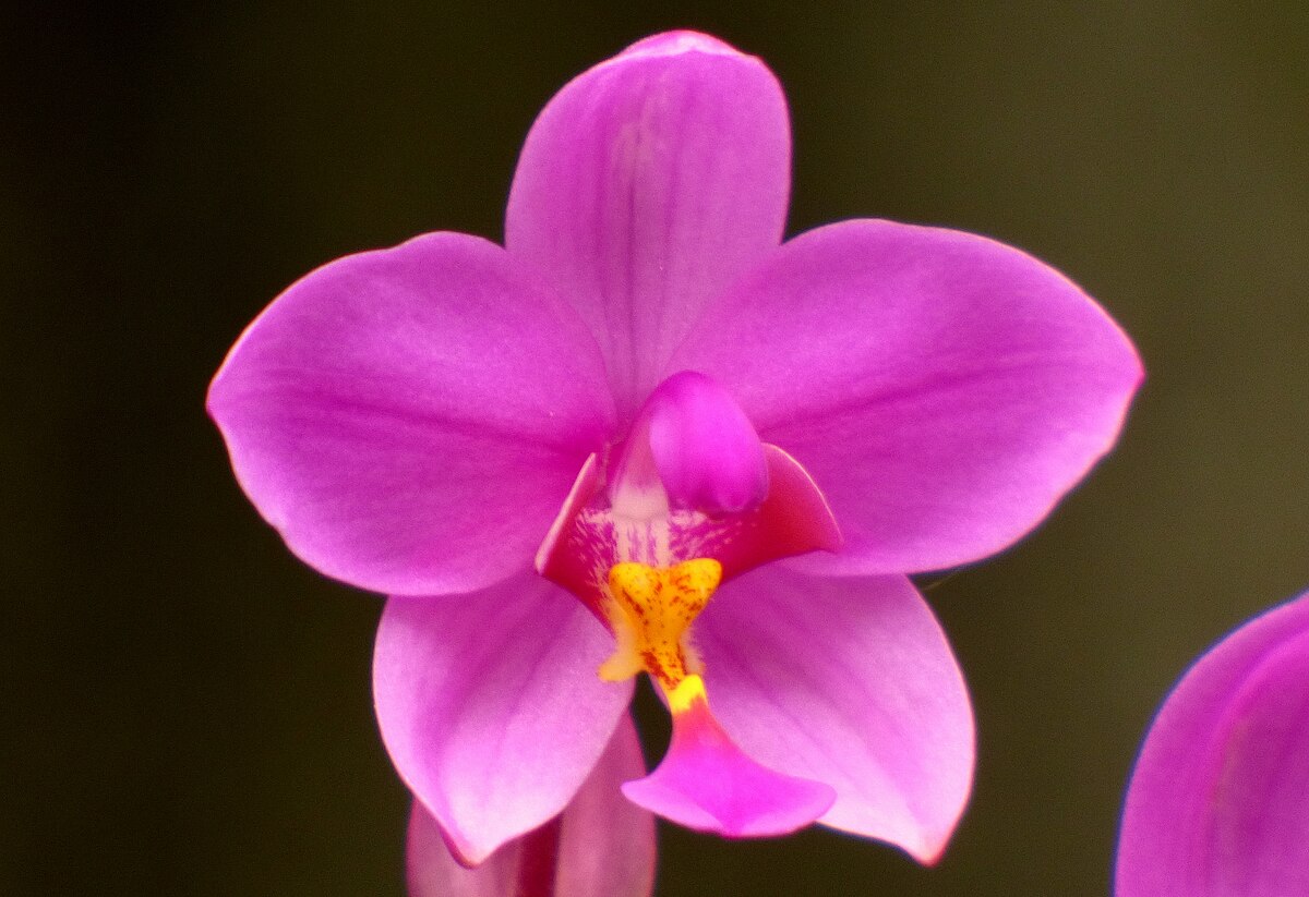 Que hacer cuando se caen las flores de la orquidea