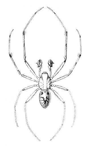 <i>Orsonwelles malus</i> Species of spider