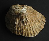 Shell of an Ostrea, or oyster Oyster.jpg