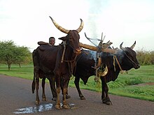 Pâturage des bovins à Dandi (Tchad).jpg