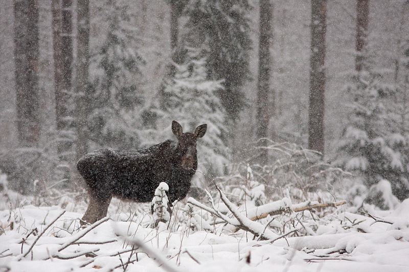 File:Põder Paunküla veehoidla lähedal..jpg