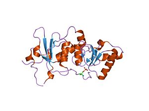 PDB 1t29 EBI.jpg