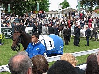 <span class="mw-page-title-main">Palace Episode</span> American-bred Thoroughbred racehorse