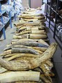 Pallet of raw tusks (9711169932).jpg