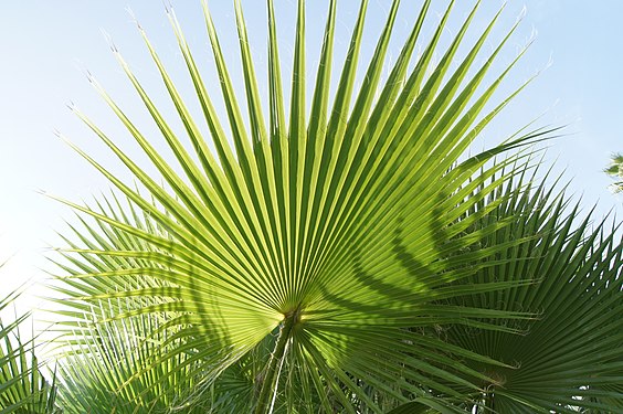 palm trees in the Menara garden in Marrakesch