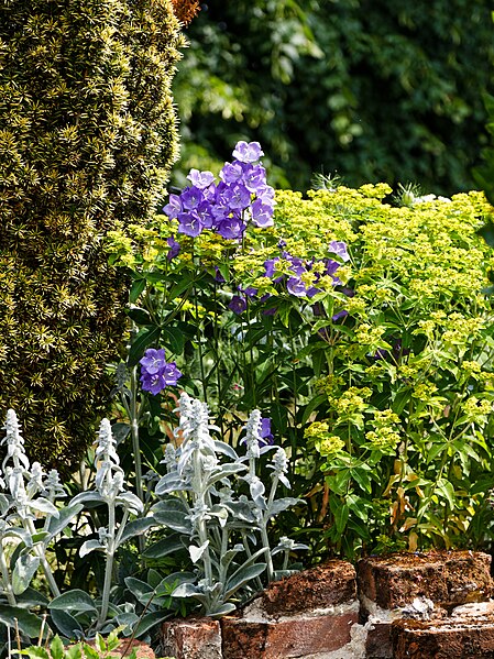 File:Paper Bellflower Campanula persicifolia Easton Lodge Italianate Garden Little Easton Essex England 02.jpg