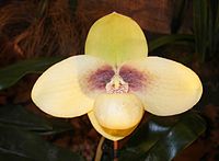 Paphiopedilum hangianum