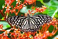 Papilio clytia by Shagil Kannur 02.jpg